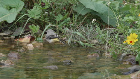 Juvenile-grey-wagtail-searching-the-edge-of-stream-looking-to-catch-filies