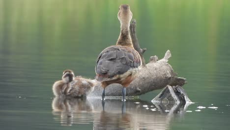 Whistling-duck---single---chick--pond-
