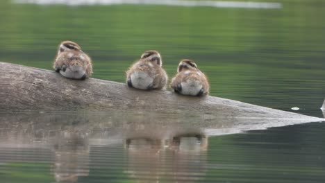 Whistling-duck---chicks---birds---pond-