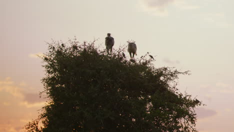 A-pair-of-Secretary-Birds-perch-atop-a-tree-while-the-sun-sets-on-the-Serengeti