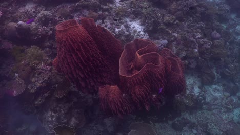 Drifting-over-purple-sponges-filmed-from-above-on-tropical-coral-reef