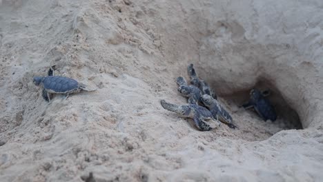 Jungtiere-Der-Grünen-Meeresschildkröte,-Die-Aus-Dem-Nest-Auftauchen