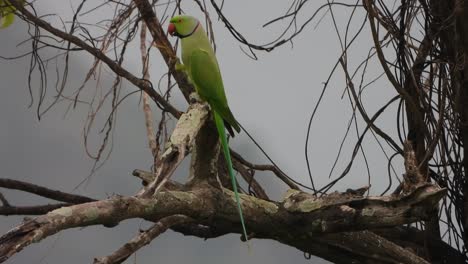 Beautiful-parrot-in-tree---eating-rice-