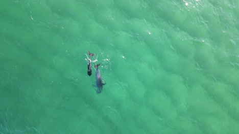 Delfinmutter-Und--baby-Brechen-Auf-Der-Jagd-Nach-Nahrung-Durch-Die-Meeresoberfläche