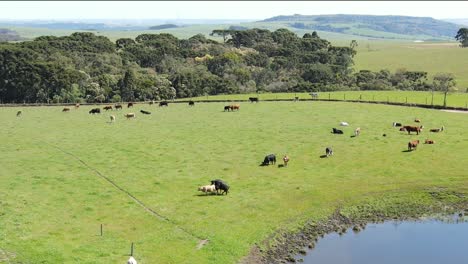 Bull-mating,-beef-cattle-herd-grazing-on-farm,-aerial-view