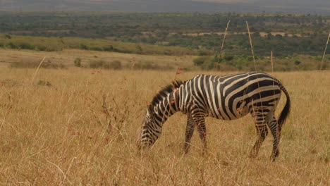 Ein-Einzelnes-Zebra-Weidet-Zufrieden-Das-üppige-Gras-Der-Serengeti
