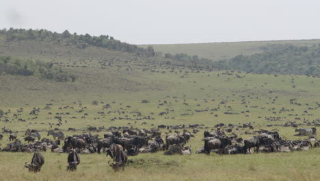 Countless-wildebeests-stop-to-graze-during-their-annual-great-migration