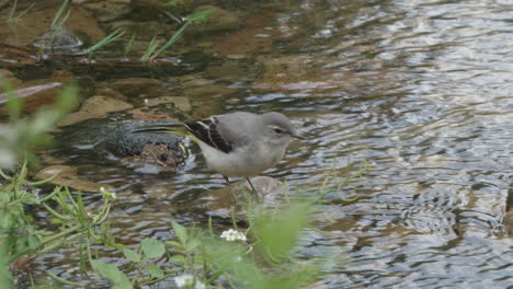 Juvenile-grey-wagtail-standing-on-pebble-in-shallow-stream-catching-flies