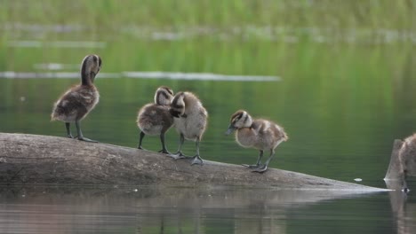 Whistling-duck---babies---relaxing-
