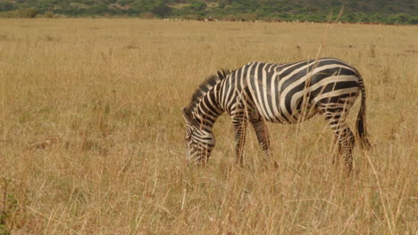 Ein-Gesundes-Zebra-Weidet-Beiläufig-Die-Fruchtbaren-Ebenen-Der-Serengeti