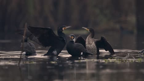 Flock-great-Cormorants-Resting-in-lake-after-fishing