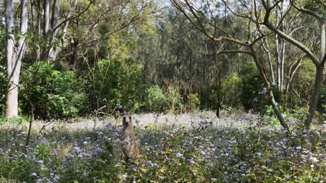 Ikonisches-Australisches-Einheimisches-Känguru,-Umgeben-Von-Einem-Feld-Lila-Wildblumen