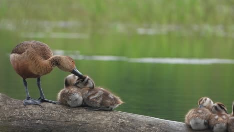 Whistling-duck---and-chicks-in-pond-area-
