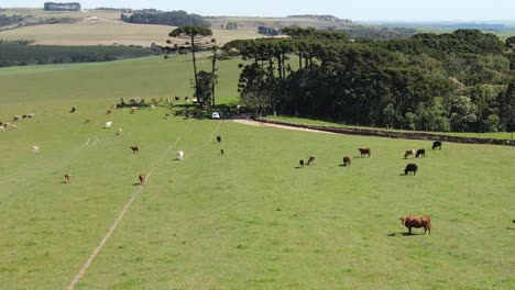 Beef-cattle-herd-in-the-pasture,-aerial-view