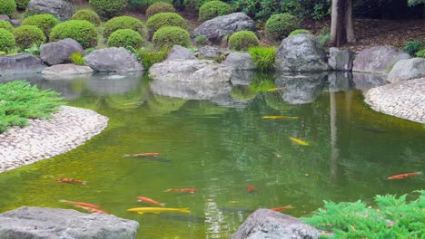 Koi-fish-ponds-are-very-common-in-the-green-spaces-of-Japan,-this-small-pond-is-in-a-Buddhist-temple-in-Tokyo