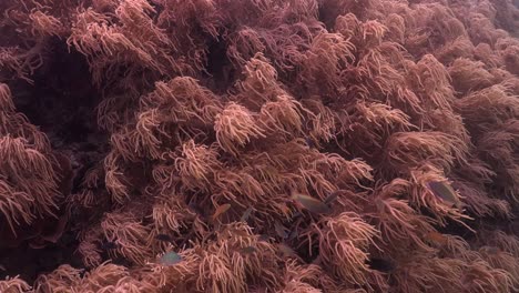 Weichkorallen-Und-Rifffische-Hautnah-Am-Tropischen-Korallenriff