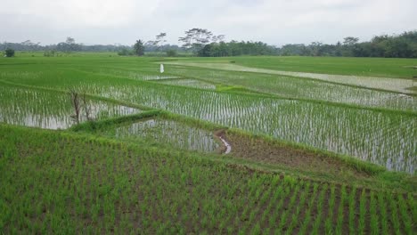 Aerial-flyover-flooded-rice-fields-with-young-paddy-plants-in-Asia---Low-angle-shot