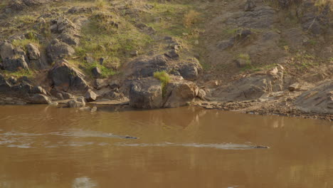 Zwei-Nilkrokodile-Bahnen-Sich-Ihren-Weg-Durch-Das-Schlammige-Wasser-Des-Mara-Flusses-In-Der-Masai-Mara