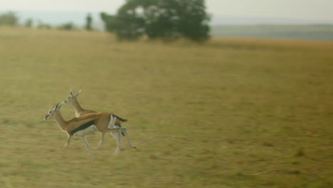 A-pair-of-Thomsons-gazelles-gallop-across-the-Serengeti-as-the-camera-follows