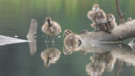 Whistling-duck---enjoying---chilling---relaxing---pond-