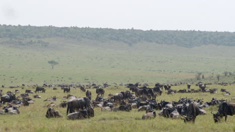 Gnus-Versammeln-Sich-In-Großer-Zahl-Auf-Ihrer-Wanderung-Durch-Die-Masai-Mara-Und-Die-Serengeti