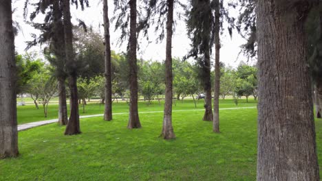Drohnen-4k-Video-Von-Bäumen-In-Einem-Park