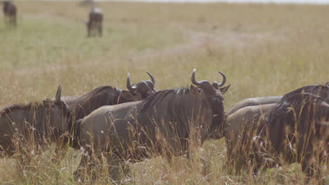 Wildebeests-become-restless,-and-ready-to-continue-their-migration,-after-a-day-of-grazing-on-the-savanna