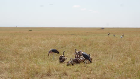Vultures-and-scavenging-storks-fight-over-the-carcass-of-a-recently-killed-wildebeest