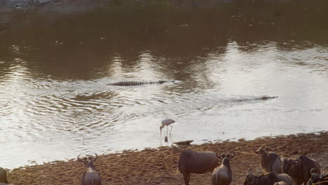 Two-crocodiles-wait-patiently-for-Wildebeests-to-attempt-a-crossing-of-the-Mara-river,-as-a-stork-nonchalantly-wades-past