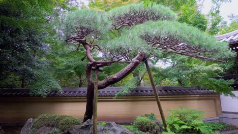 Die-Japanische-Gartenarbeit-Hat-Eine-Lange-Geschichte-Und-Viel-Tradition,-Die-Äste-Alter-Bäume-Werden-Normalerweise-Mit-Stöcken-Gestützt,-Um-Ihnen-Unterschiedliche-Formen-Zu-Geben