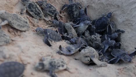 Jungtiere-Der-Grünen-Schildkröte,-Die-Aus-Dem-Nest-Am-Strand-Auftauchen
