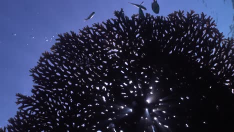 Licht,-Das-Durch-Große-Tischkorallen-Im-Blauen-Ozean-Mit-Fischen-Scheint