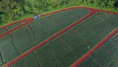 Tractor-driving-along-pineapple-plantation-fields-of-Upala-in-Costa-Rica