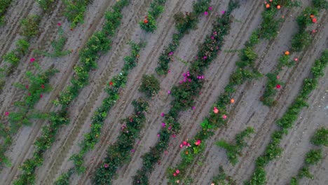 Ascending-aerial-view-of-rows-in-a-field-of-a-commercial-flower-farm