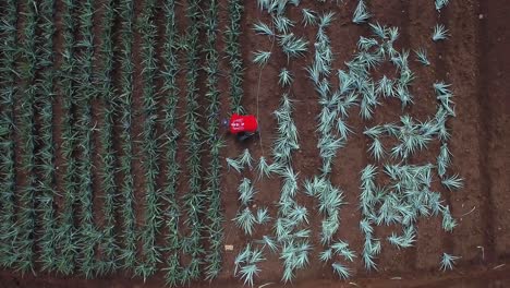 Aerial-top-down-descending-directly-above-unrecognizable-laborer-working-at-pineapple-harvesting,-Costa-Rica