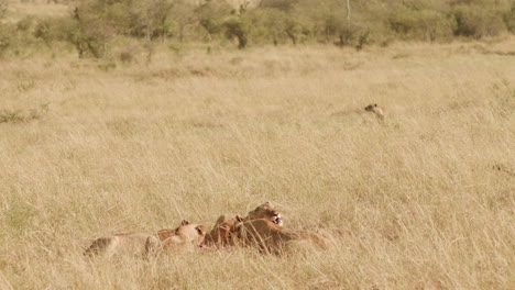 Ein-Löwenrudel-Labt-Sich-Gemächlich-An-Seiner-Beute,-Während-Eine-Hyäne-Nur-Zusehen-Kann