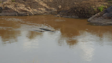 Two-Nile-Crocodiles-position-themselves-in-the-Mara-river,-hoping-to-ambush-prey-as-they-cross