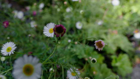 A-handheld-turning-motion-topview-shot-over-some-beautifull-daisies
