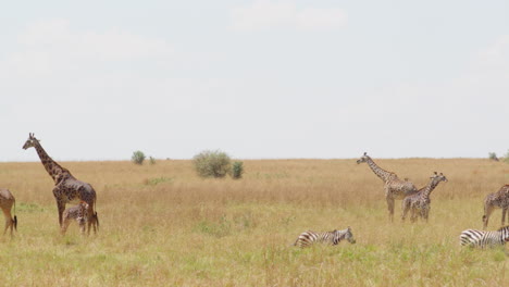 Giraffen-Und-Zebras-Teilen-Sich-Die-Landschaft-Der-Serengeti