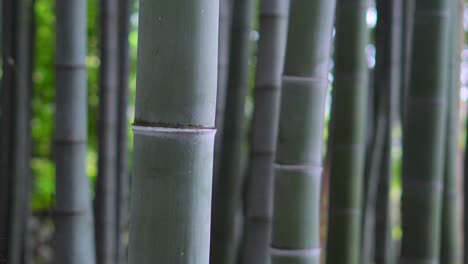 Un-Gran-Bosque-De-Bambú-En-Un-Templo-Zen-De-Tokio