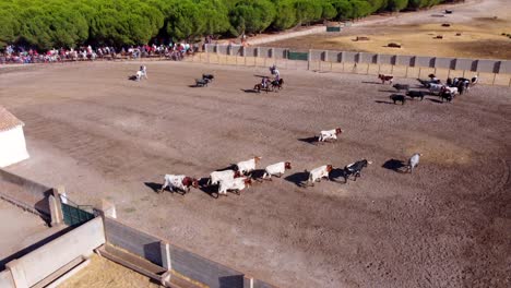 Bulls-and-oxen-on-a-farm,-aerial-view-2