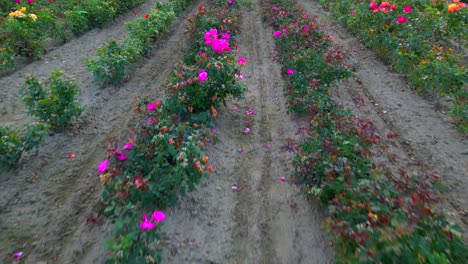 Point-of-view-walking-down-a-row-of-flowers-in-a-commercial-field