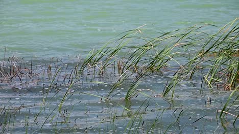 Grass-near-the-shore-of-a-lake