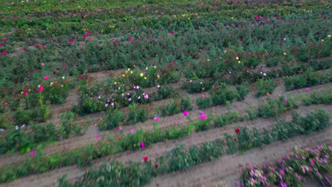 Fly-over-rows-in-a-large-field-of-flowers-growing-in-a-commercial-farm