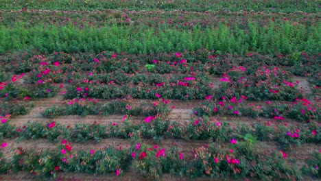 Low-angle-aerial-view-of-rows-in-a-commercial-flower-farm