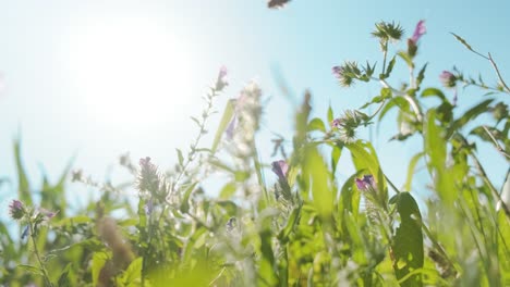Biene-Saugt-Und-Sammelt-Nektar-Von-Violetten-Wildblumen-Gegen-Helles-Sonnenlicht-Und-Blauen-Himmel,-Niedrige-Winkelsicht