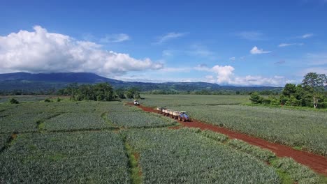 Tractor-moving-along-tropical-plantation-in-Costa-Rica-during-pineapple-harvest