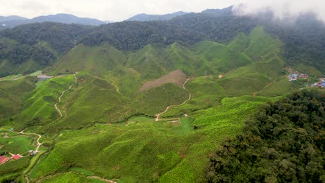 Drone-moves-left-to-right-and-takes-a-slowly-circling-shot-of-the-green-tea-plantation-in-Brinchang,-Pahang,-Malaysia