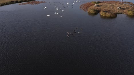 Ducks-and-swans-swimming-in-calm-pond-on-sunny-day