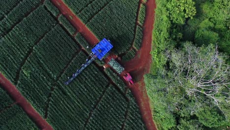 Aerial-wide-panoramic-view-of-conveyor-belt-machine-and-tractor-in-plantation-fields-during-pineapple-harvest,-Upala-in-Costa-Rica